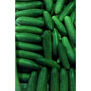 cucumber (9)-4985847-60690.webp